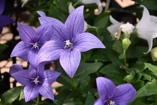 桔梗の花